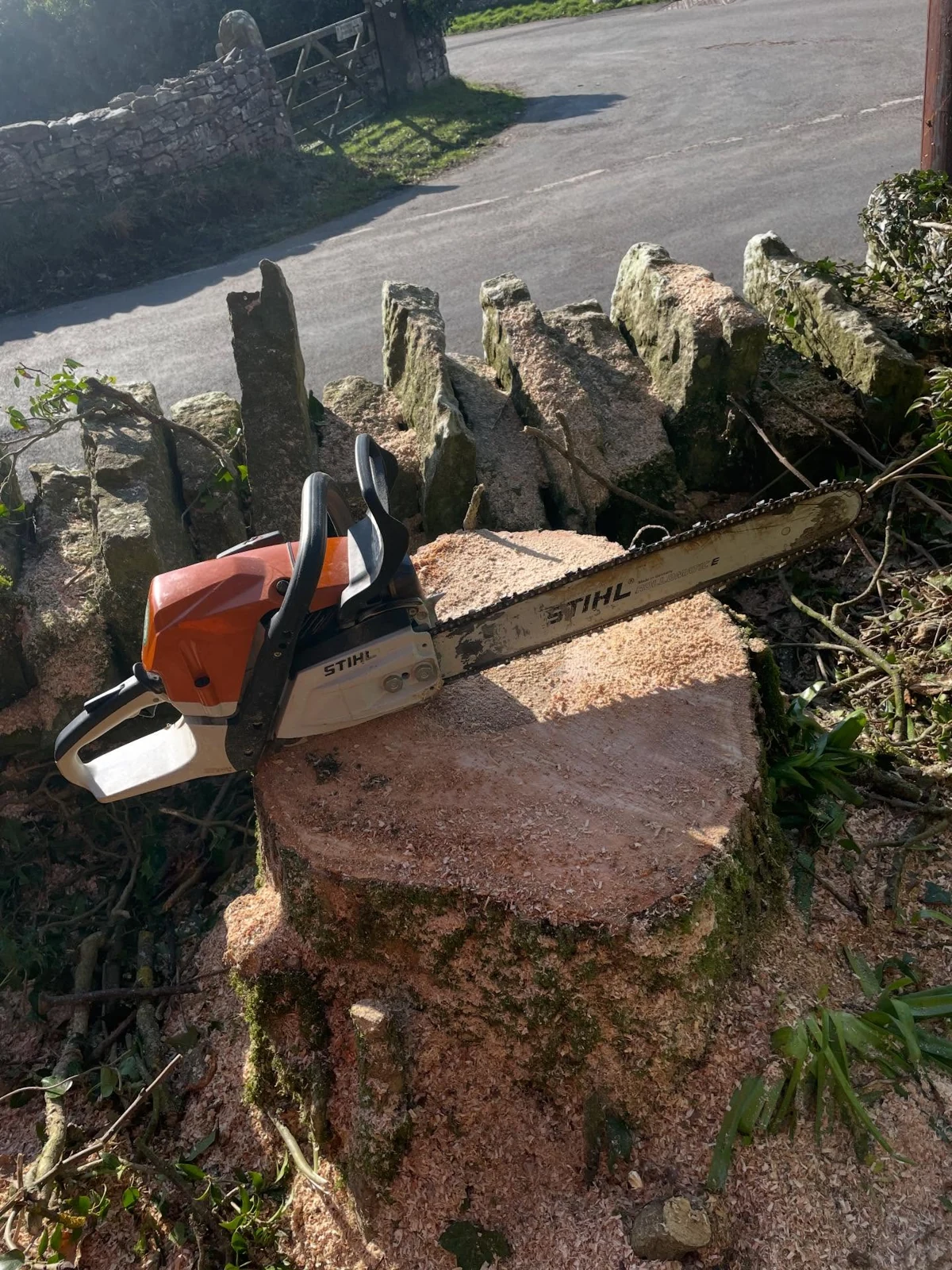 Chainsaw resting on the cut surface of a large tree stump