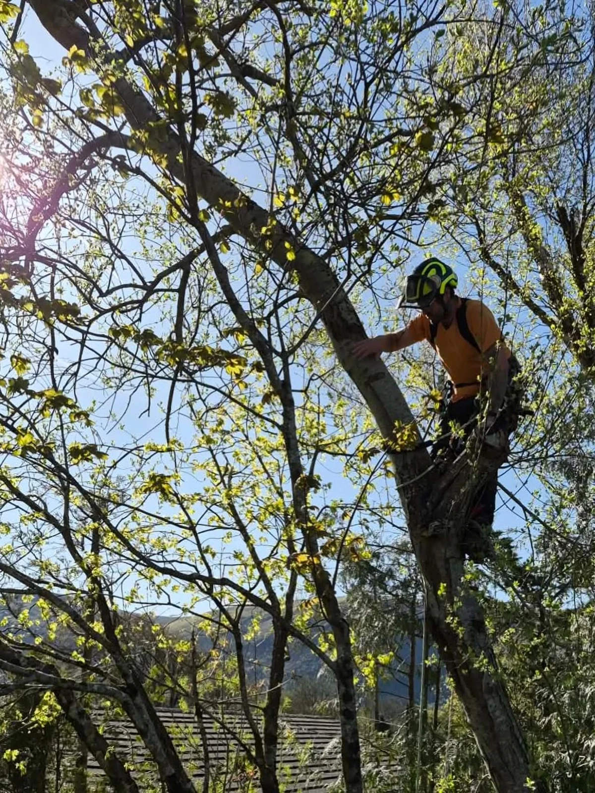 Donal wearing a helmet and harness while working in a tree canopy
