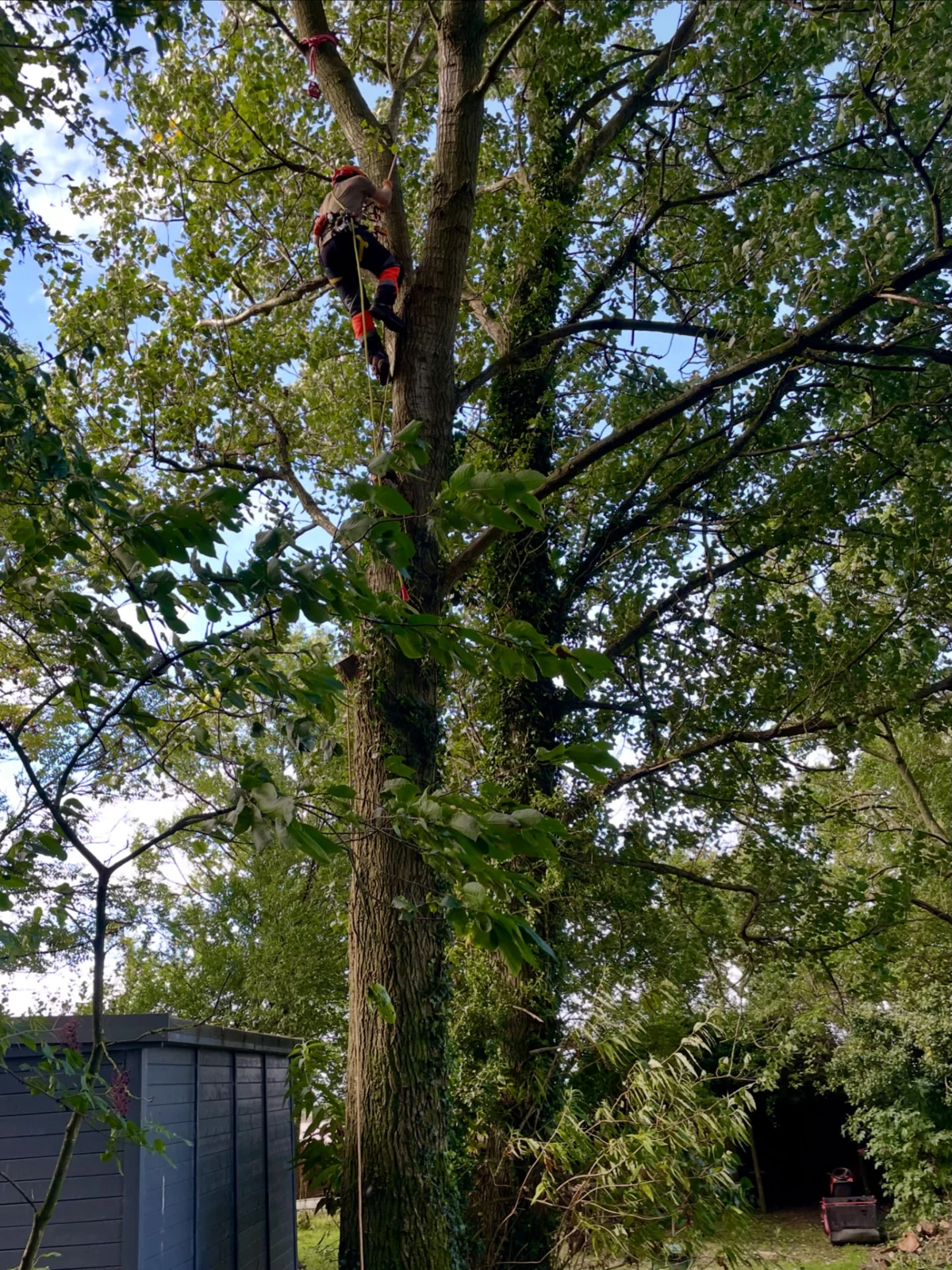 A tree worker climbing a tall tree with ropes and safety equipment