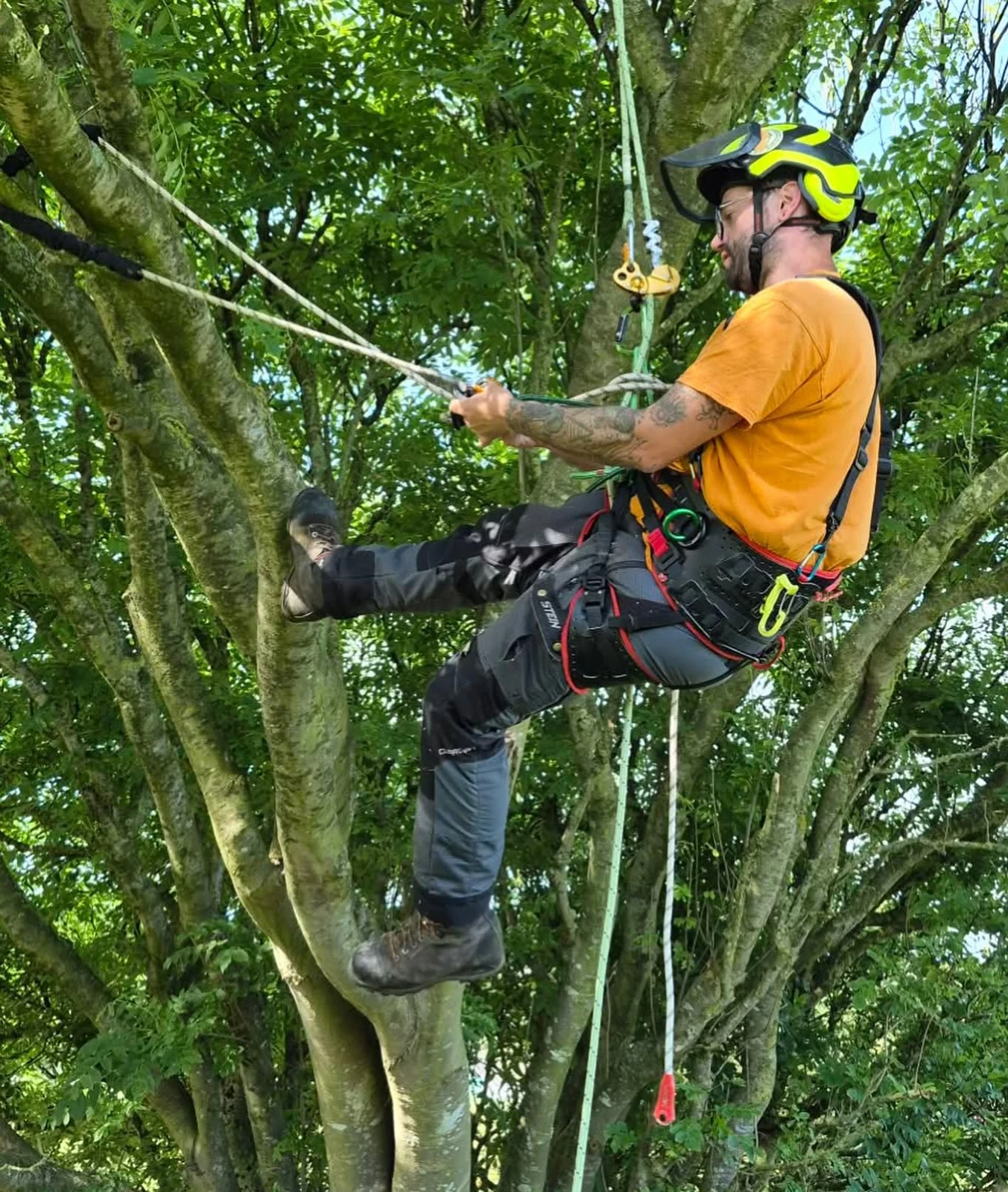 Donal climbing a tree with a rope, helmet and arborist equipment