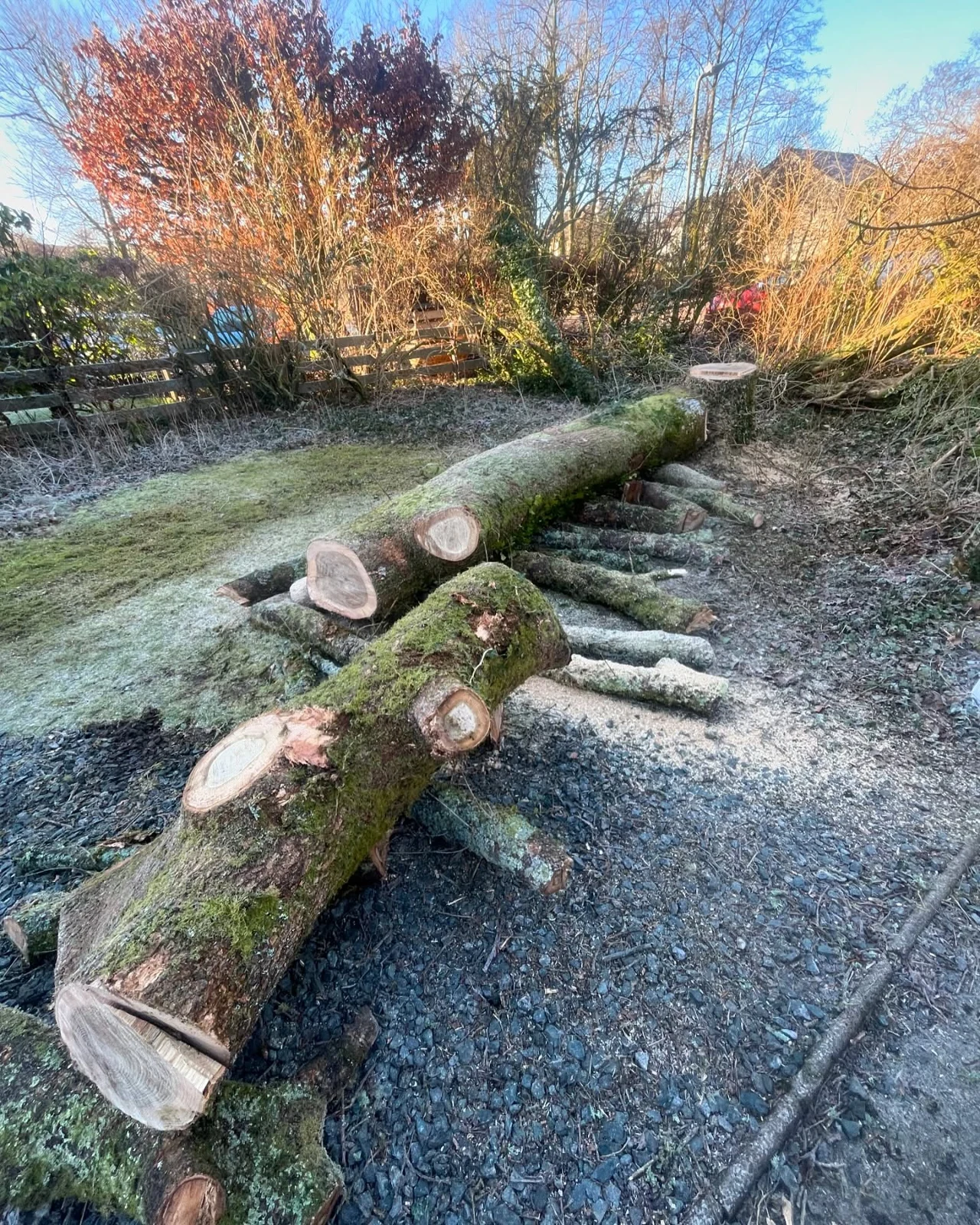 Felled tree sections and cut branches during a garden tree removal